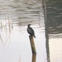 Phalacrocorax sulcirostris