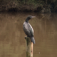 Phalacrocorax sulcirostris