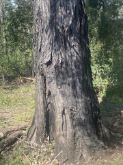 Eucalyptus siderophloia