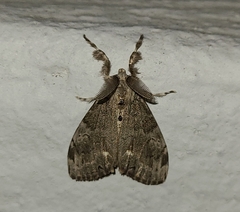 Orgyia leucostigma