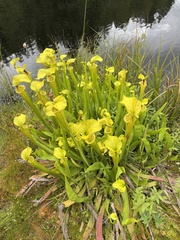 Sarracenia flava