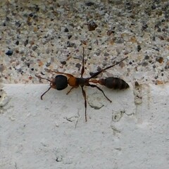 Pseudomyrmex gracilis