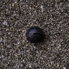 Oniscidea