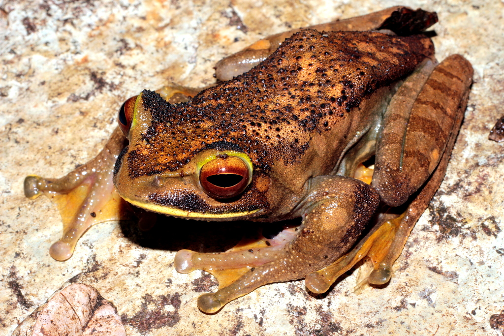White-Lipped Bright-Eyed Frog