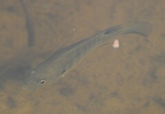 Lepomis cyanellus
