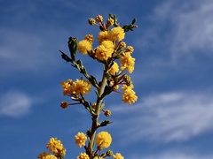 Acacia acanthoclada