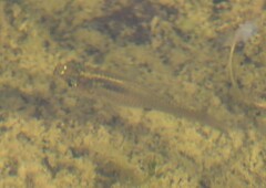 Poecilia latipinna