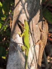 Anolis carolinensis