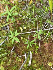 Vaccinium oxycoccos