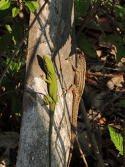 Anolis carolinensis