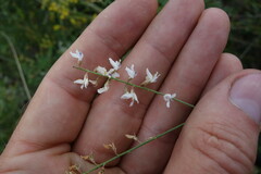 Astragalus melilotoides