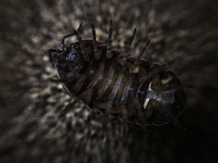 Oniscidea