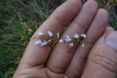 Astragalus melilotoides