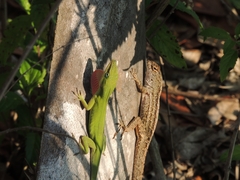 Anolis carolinensis