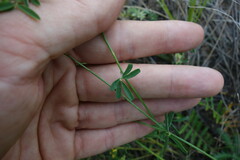 Astragalus melilotoides
