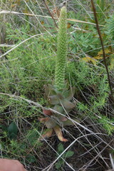 Orostachys malacophylla