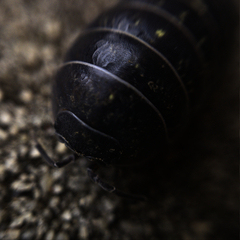 Oniscidea