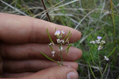 Dontostemon integrifolius