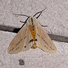 Spilosoma lutea