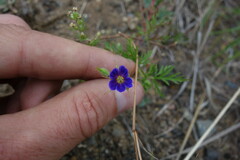 Erodium stephanianum