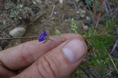 Erodium stephanianum