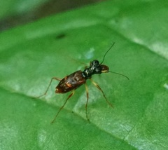 Cicindelinae