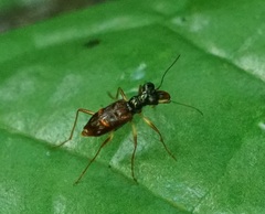 Cicindelinae