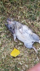 Rattus rattus