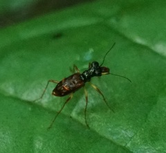 Cicindelinae