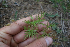 Erodium stephanianum