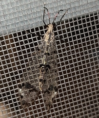 Dendroleon obsoletus