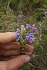 Dracocephalum olchonense