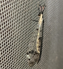 Dendroleon obsoletus