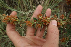 Lespedeza daurica