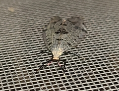 Dendroleon obsoletus