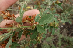 Lespedeza daurica