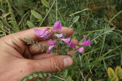 Corethrodendron fruticosum