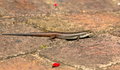 Egernia napoleonis