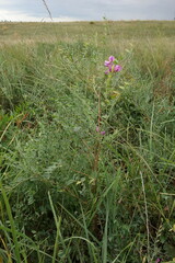 Corethrodendron fruticosum