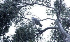 Lopholaimus antarcticus