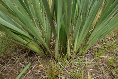 Iris lactea biglumis
