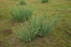 Iris lactea biglumis