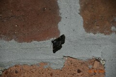 Metalectra diabolica