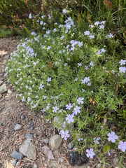 Phlox diffusa