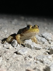 Lithobates clamitans
