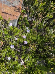 Phlox diffusa