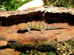 Geckolepis maculata
