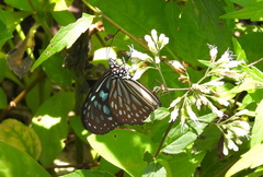 Ideopsis similis