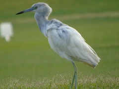Egretta caerulea