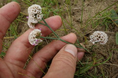 Limonium flexuosum